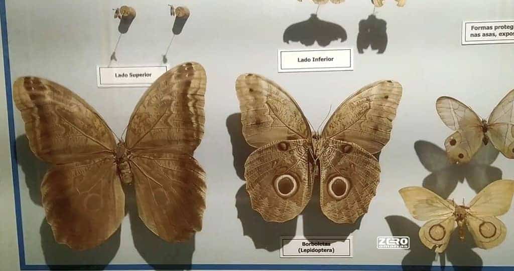 Museu Parque Nacional de Itatiaia - Borboletas