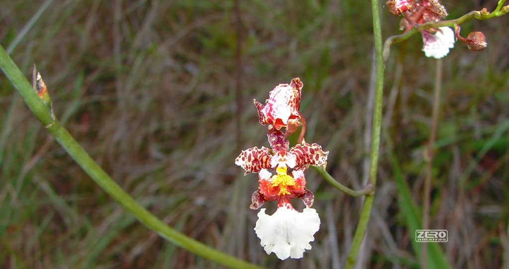 Orquídea